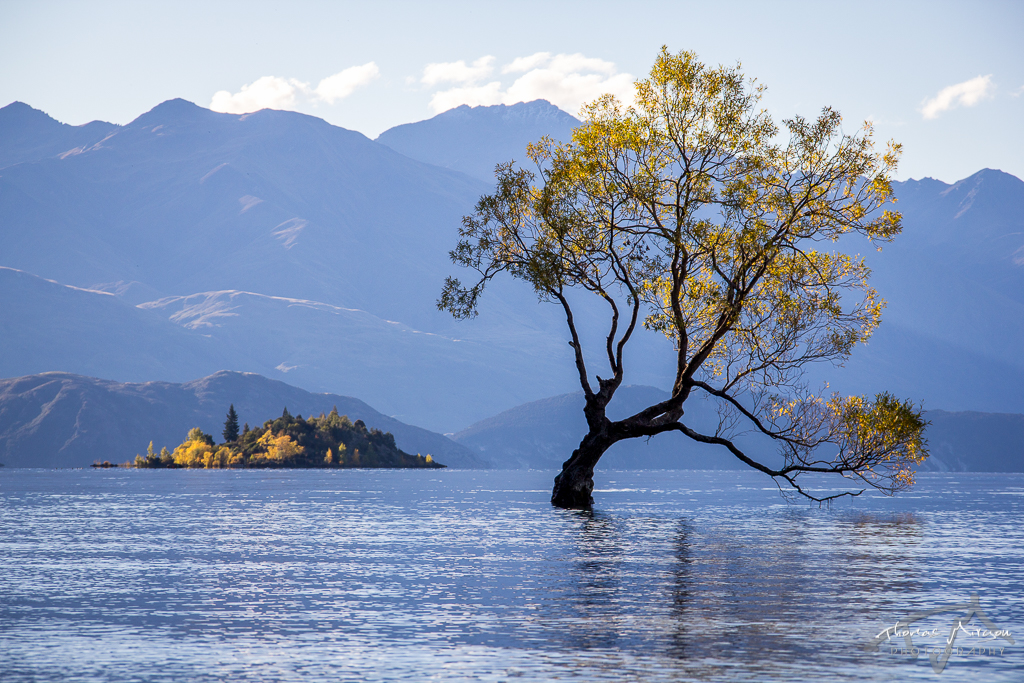 Wanaka Lake et le fameux arbre qui pousse dans l
