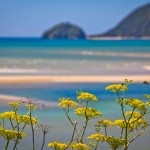 Wainui Beach