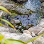 Phoques qui jouent Kaikoura