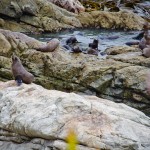 Phoques Kaikoura