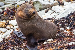 Phoques Kaikoura