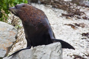 Phoques Kaikoura