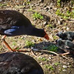 Pukeko et ses petits