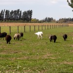 Les petits moutons