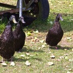 Des petits canards