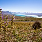 Lake Tekapo