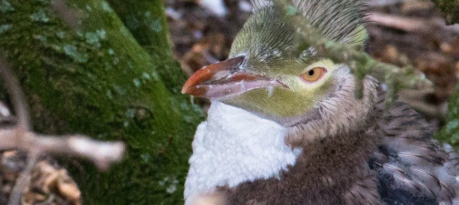 Yellow pingouin - Moeraki