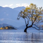 Wanaka Lake et le fameux arbre qui pousse dans l'eau