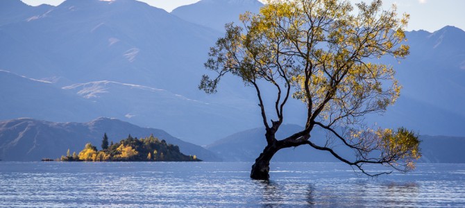 Wanaka Lake et le fameux arbre qui pousse dans l'eau