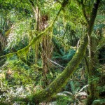 Forêt Haast