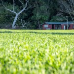 Helpx à French Farm