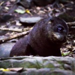 Bébés phoques à Kaikoura