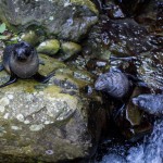 Bébés phoques à Kaikoura