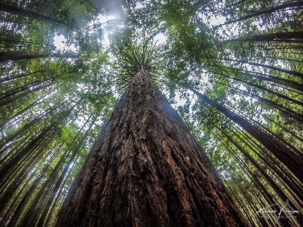 Redwood Rotorua