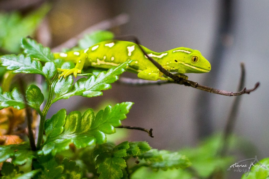 Gecko Kiwi North