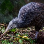 Native Bird Recovery Centre : Kiwi Sparky