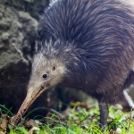 Native Bird Recovery Centre : Kiwi Sparky