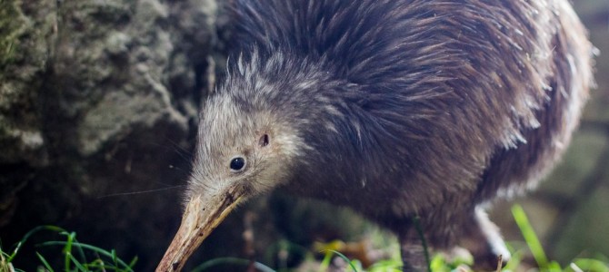 Native Bird Recovery Centre : Kiwi Sparky