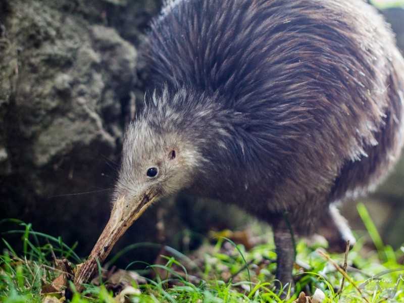 Native Bird Recovery Centre : Kiwi Sparky