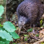 Native Bird Recovery Centre : Kiwi Sparky