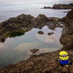 Mermaid Pool - Matapouri Beach