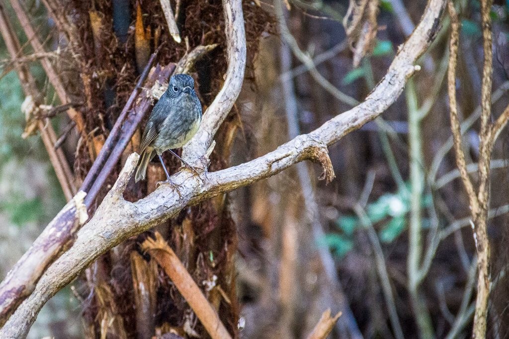 Fantail à Moturua Island à la Bay of Islands