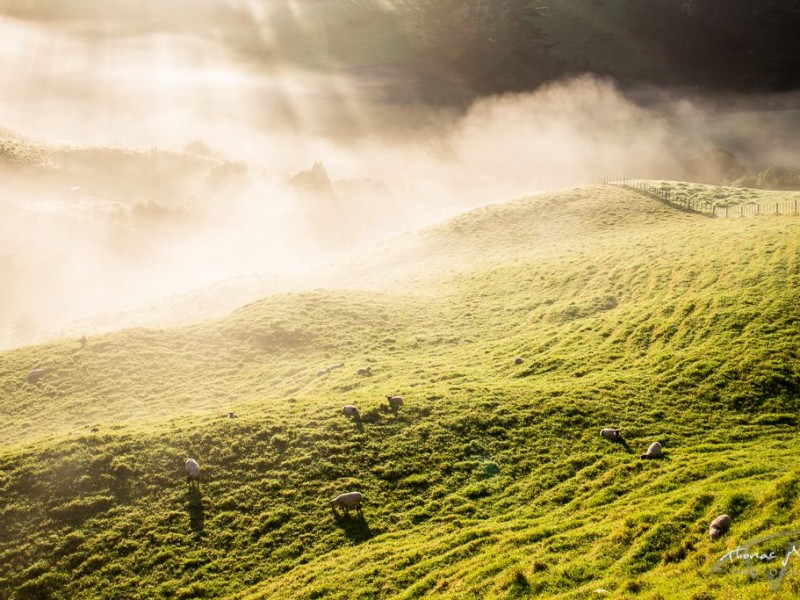 HelpX vers Auckland - Moutons